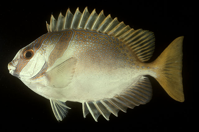 ปลาสลิดหินหัวบั้ง
Siganus virgatus   (Valenciennes, 1835)  
Barhead spinefoot 
ขนาด 30cm
