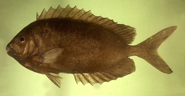 ปลาสลิดหินลายจุด
Siganus punctatus   (Schneider & Forster, 1801)  
Goldspotted spinefoot  
ขนาด 4