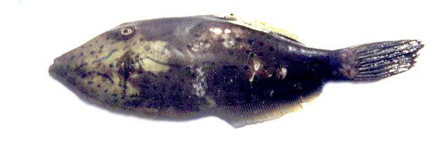 ปลางัวใหญ่ลายน้ำเงิน
Aluterus scriptus   (Osbeck, 1765)  
Scribbled leatherjacket filefish  
ขนาด