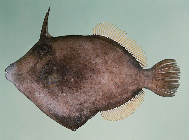 ปลางัวลายรังผึ้ง
Cantherhines pardalis   (Rüppell, 1837)  
Honeycomb filefish  
ขนาด 40cm