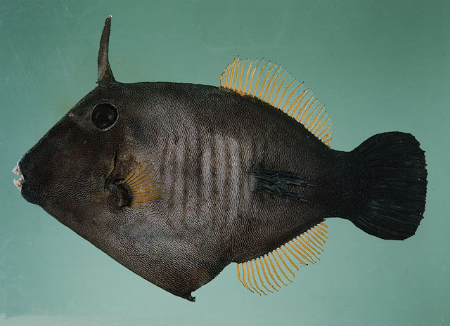 ปลางัวครีบเหลือง
Amanses scopas   (Cuvier, 1829)  
Broom filefish  
ขนาด 40 cm
