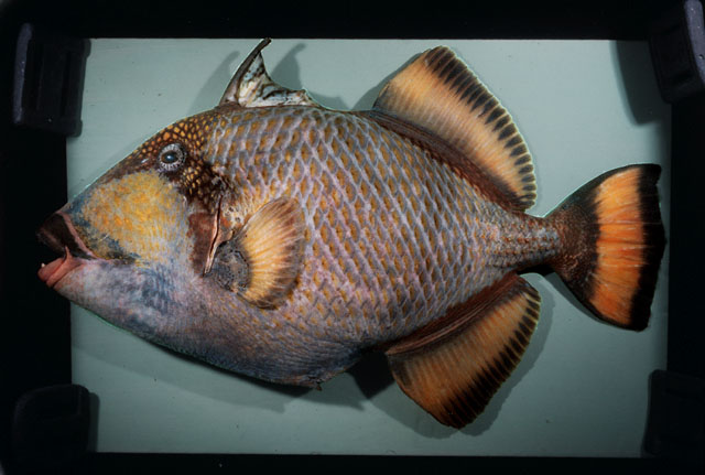 
ปลาวัวหน้าลาย
Balistoides viridescens   (Bloch & Schneider, 1801)  
Titan triggerfish  
ขนาด 70