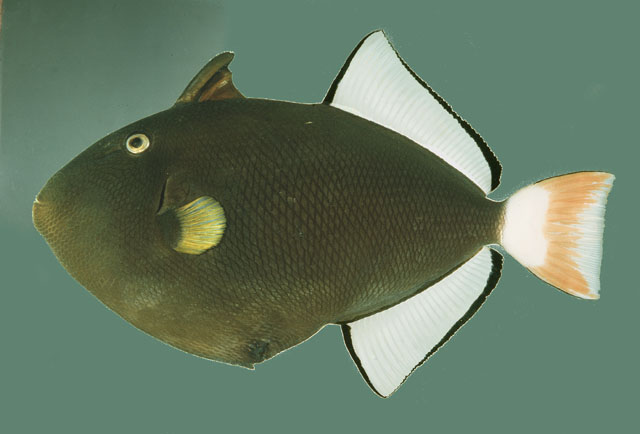 ปลาวัวครีบชมพู
Melichthys vidua   (Richardson, 1845)  
Pinktail triggerfish  
ขนาด40cm
