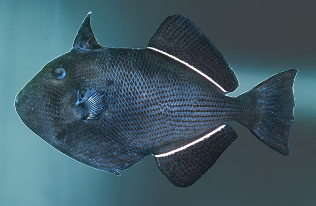 ปลาวัวครีบขาวหน้าลาย
Melichthys niger   (Bloch, 1786)  
Black triggerfish  
ขนาด45cm
