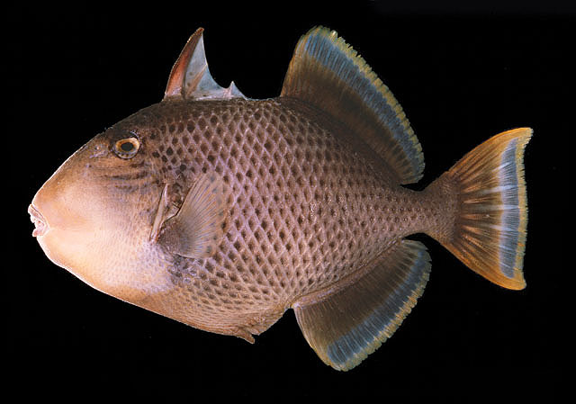 ปลาวัวหน้านวล
Pseudobalistes flavimarginatus   (Rüppell, 1829)  
Yellowmargin triggerfish  
