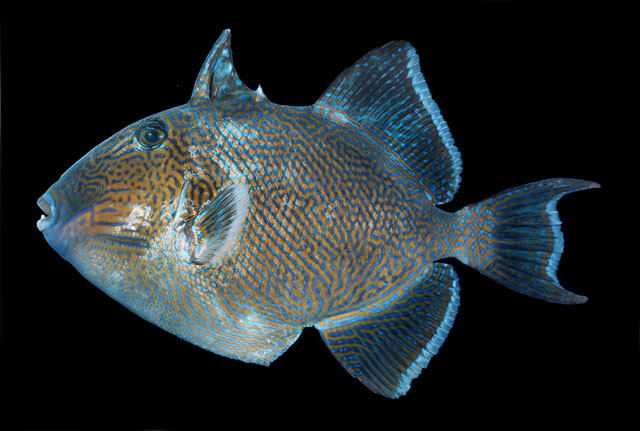 ปลาวัวลายฟ้า
Pseudobalistes fuscus   (Bloch & Schneider, 1801)  
Yellow-spotted triggerfish  
ขนา