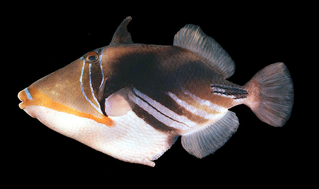 ปลาวัวปิกัสโซ
Rhinecanthus aculeatus   (Linnaeus, 1758)  
White-banded triggerfish  
ขนาด30cm
