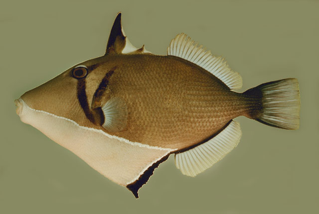 ปลาวัวแก้มขีด
Sufflamen bursa   (Bloch & Schneider, 1801)  
Boomerang triggerfish  
ขนาด 25cm
