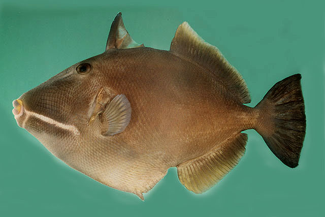 ปลาวัวขอบปากขาว
Sufflamen fraenatum   (Latreille, 1804)  
Masked triggerfish  
ขนาด 25cm