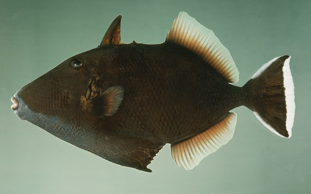 ปลาวัวแก้มเหลือง
Sufflamen chrysopterum   (Bloch & Schneider, 1801)  
Halfmoon triggerfish  
ขนาด