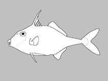 ปลาวัวหนาม
Benthic, in shallow waters. Distribution: Indo-Pacific. Deeply forked caudal fin. Rays i