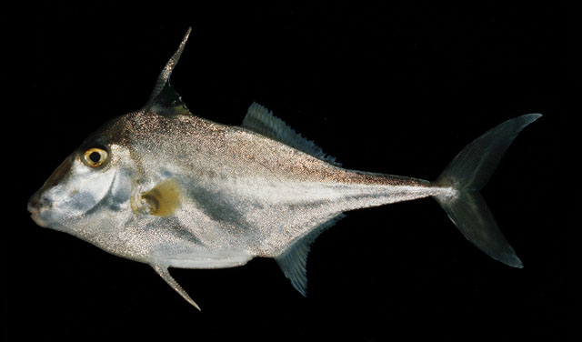 ปลาวัวหนามจมูกสั้น
Triacanthus biaculeatus   (Bloch, 1786)  
Short-nosed tripodfish  
ขนาด25cm
