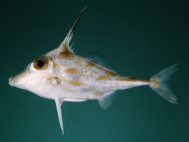 ปลาวัวหนามจมูกยาว
Pseudotriacanthus strigilifer   (Cantor, 1849)  
Long-spined tripodfish  
ขนาด 