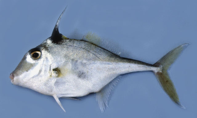 ปลาวัวหนามสีเงิน
Triacanthus nieuhofii   Bleeker, 1852  
Silver tripodfish  
ขนาด 28cm