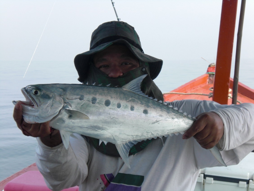 หลังจากถ่ายภาพคันอาบู  กะตาเร๊ด  กำลังงัดปลา  คันทางท้ายเรือ ที่ผมเฝ้าอยู่  ก็โดนปลาสละ  โจมตี  แบบไ