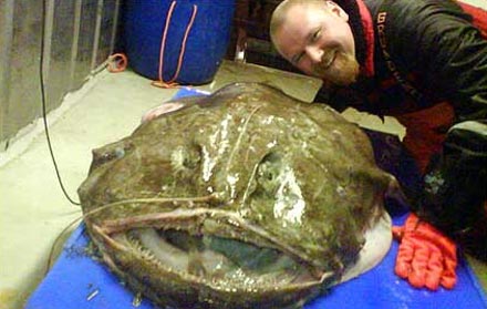 นาย Bjarne Auren เป็นผู้ตกปลาประหลาดตัวนี้ขึ้นมาได้ที่เมืองTrondheim
เมื่อเย็นวันอาทิตย์ที่ผ่านมา 2