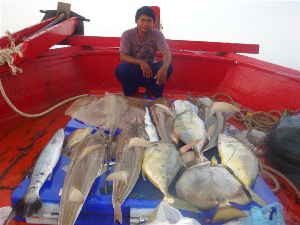 มีช่อน1 สากเหลือง1(ข้าวต้ม) ฉลามกบ(ผัดฉ่า) ที่ไม่มีซากให้เห็น