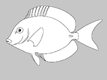 มาดูปลาขี้ตังเบ็ดกันบ้างครับ เป็นปลาสวยงามชนิดหนึ่งที่มีหนามแหลมมีพิษบริเวณโคนหาง
Distribution: Cir