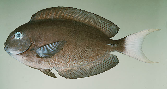 ปลาขี้ตังเบ็ดหางขาว
Acanthurus thompsoni   (Fowler, 1923)  
Thompson's surgeonfish  
ขนาด30cm
พ