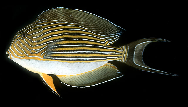 ปลาขี้ตังเบ็ดลาย
Acanthurus lineatus   (Linnaeus, 1758)  
Lined surgeonfish  
ขนาด30cm
พบตามแนวป