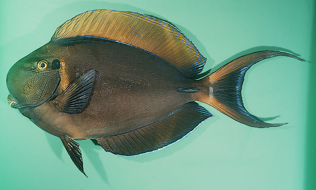 ปลาขี้ตังเบ็ดข้างจุด
Acanthurus bariene   Lesson, 1831  
Black-spot surgeonfish  
ขนาด40cm
พบตาม