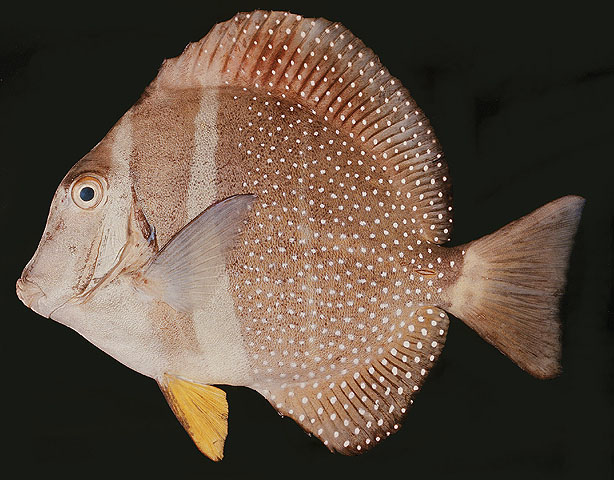 ปลาขี้ตังเบ็ดจุดขาว
Acanthurus guttatus   Forster, 1801  
Whitespotted surgeonfish  
ขนาด25cm
พบ