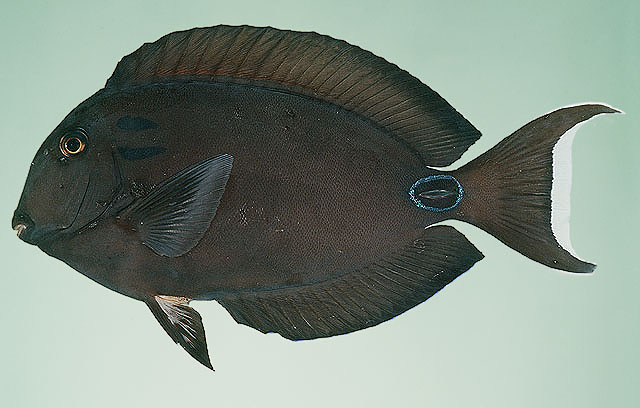 ปลาขี้ตังเบ็ดขีดคู่
Acanthurus tennentii   Günther, 1861  
Doubleband surgeonfish  
ขนาด30cm