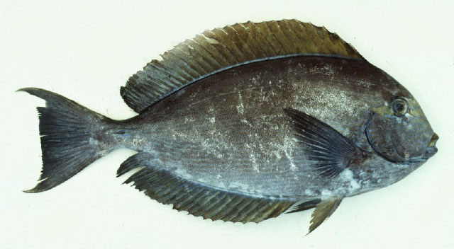 ปลาขี้ตังเบ็ดหน้าเหลือง
Acanthurus mata   (Cuvier, 1829)  
Elongate surgeonfish  
ขนาด50cm
พบตาม