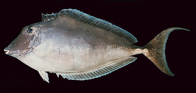 ปลายุนิคอร์นหลังค่อม
Naso brachycentron   (Valenciennes, 1835)  
Humpback unicornfish  
ขนาด9ocm
