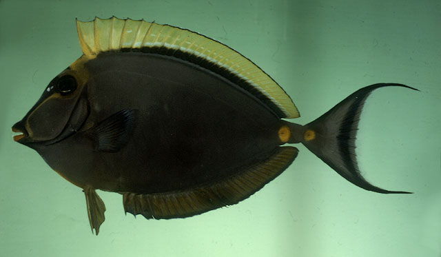 ปลาขี้ตังเบ็ดโฉมงาม
Naso elegans   (Rüppell, 1829)  
Elegant unicornfish  
ขนาด45cm
พบตามแน