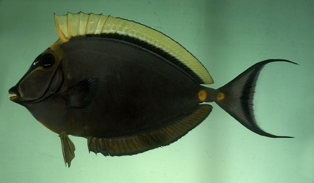 ปลาขี้ตังเบ็ดโฉมงาม
Naso elegans   (Rüppell, 1829)  
Elegant unicornfish  
ขนาด45cm
พบตามแน