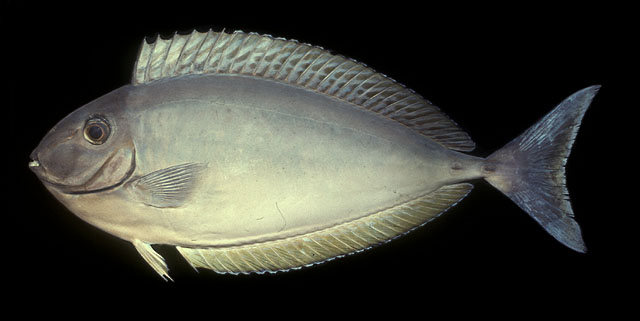 ปลายูนิคอร์นสีเรียบ
Naso hexacanthus   (Bleeker, 1855)  
Sleek unicornfish  
ขนาด60cm


