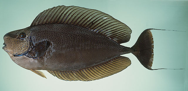 ปลายูนิคอร์นจมูกโต
Naso vlamingii   (Valenciennes, 1835)  
Bignose unicornfish  
ขนาด50cm
พบตามแ