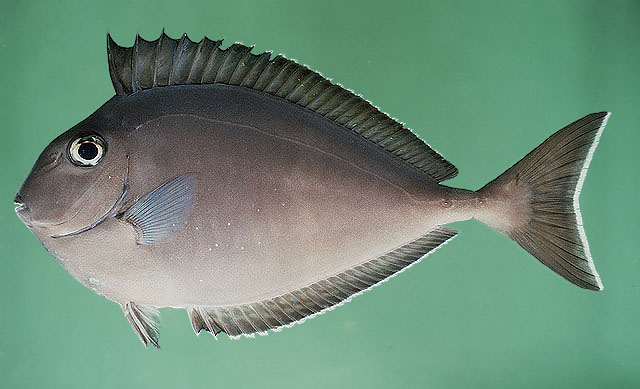 ปลายูนิคอร์นหนามขาว
Naso annulatus   (Quoy & Gaimard, 1825)  
Whitemargin unicornfish  
ขนาด95cm
