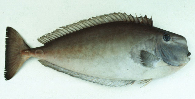 ปลาขี้ตังเบ็ดหัวโหนก
Naso tuberosus   Lacepède, 1801  
Humpnose unicornfish  
ขนาด70cm