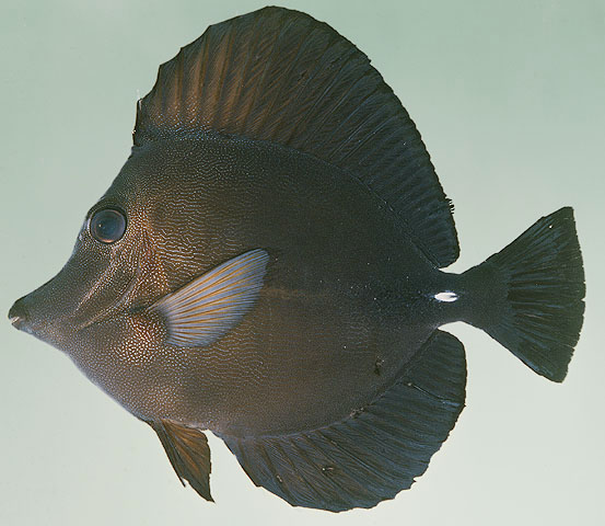 ปลาขี้ตังเบ็ดดำ
Zebrasoma scopas   (Cuvier, 1829)  
Twotone tang  
ขนาด25cm
พบตามแนวปะการังทั่วไ