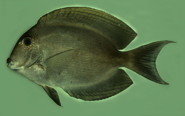 Ctenochaetus striatus   (Quoy & Gaimard, 1825)  
Striated surgeonfish 
ขนาด25cm
