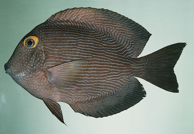 Ctenochaetus strigosus   (Bennett, 1828)  
Spotted surgeonfish  
ขนาด15cm
