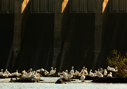 แต่บริเวณหน้าเขื่อนสมบูรณ์มากจริงๆแหละครับ นก pelicans กินปลาเล็กที่ไหลตามน้ำมากันเพลินเลย  :ohh: