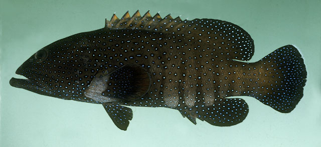ปลากะรังลายนกยูง
Cephalopholis argus   Schneider, 1801  
Peacock hind  
ขนาด50cm
พบตามแนวปะการัง