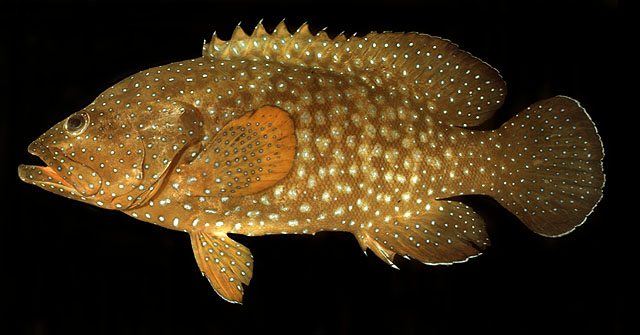 ปลากะรังจุดน้ำเงิน
Cephalopholis cyanostigma   (Valenciennes, 1828)  
Bluespotted hind  
ขนาด40cm