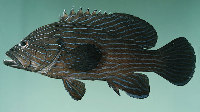 ปลากะรังท้องกำปั่น
Cephalopholis formosa   (Shaw, 1812)  
Bluelined hind 
ขนาด30cm
พบตามแนวปะการ