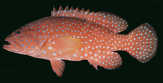 
ปลากะรังแดงจุดน้ำเงิน
Cephalopholis miniata   (Forsskål, 1775)  
Coral hind  
ขนาด45cm
พ