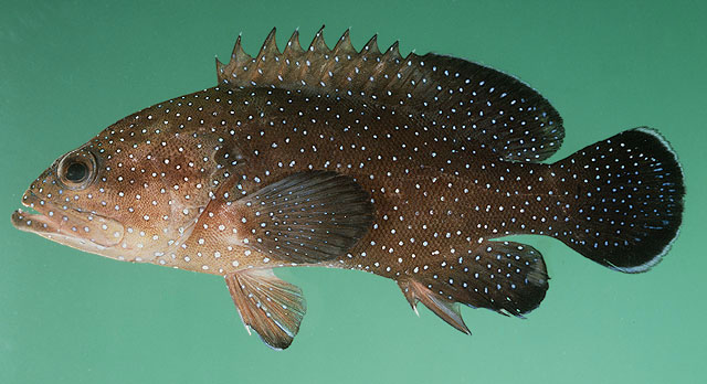 ปลากะรังดาว
Cephalopholis polyspila   Randall & Satapoomin, 2000 
ขนาด30cm
พบได้เกือบทุกแห่งในทะเ