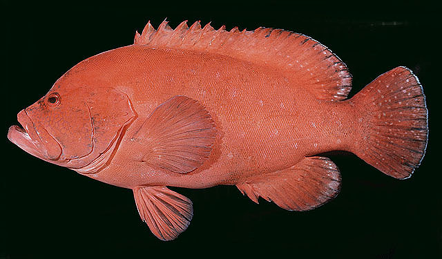 ปลากะรังส้ม
Cephalopholis sonnerati   (Valenciennes, 1828)  
Tomato hind  
ขนาด60cm
พบตามแนวปะกา