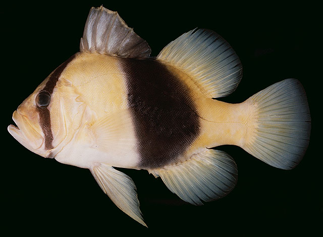 ปลากะพงเหลืองเล็ก
Diploprion bifasciatum   Cuvier, 1828  
Barred soapfish  
ขนาด25cm
พบตามแนวปะก