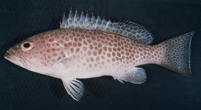 Epinephelus areolatus   (Forsskål, 1775)  
Areolate grouper 
ขนาด30cm
พบตั้งแต่แนวปะการังชา