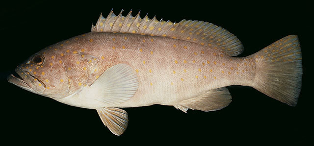 ปลาเก๋าหางซ้อน
Epinephelus bleekeri   (Vaillant, 1878)  
Duskytail grouper  
ขนาด70cm
พบใกล้ชายฝ