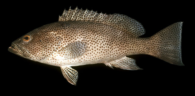 ปลาเก่าดอก
Epinephelus chlorostigma   (Valenciennes, 1828)  
Brownspotted grouper  
ขนาด75cm
พบต