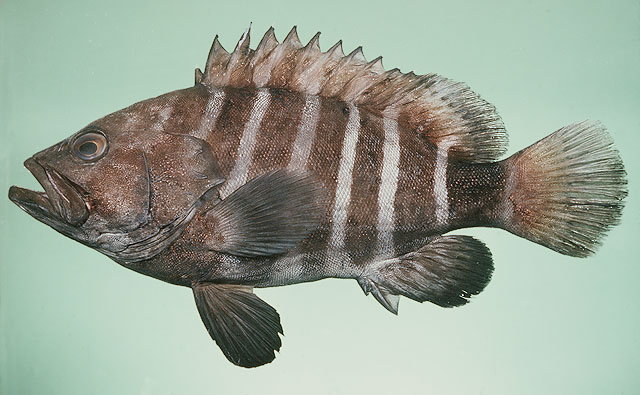 หลายคนรอยู่
ปลาเก๋าถ่าน
Hyporthodus octofasciatus   (Griffin, 1926)  
Eightbar grouper  
ขนาด 13